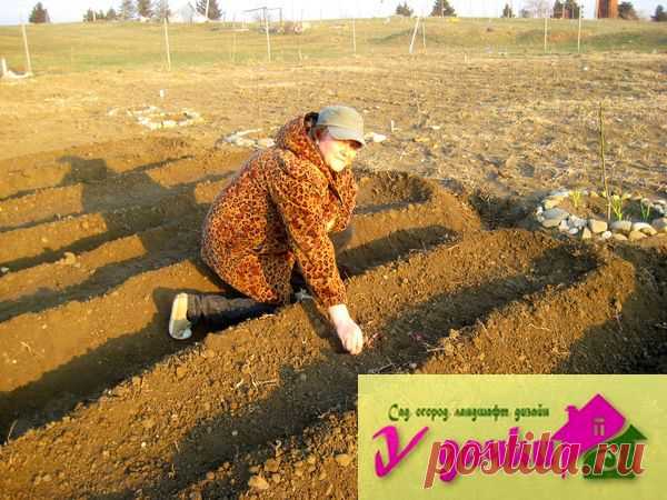 Осенний уход за подзимними посевами овощных культур | У дачки