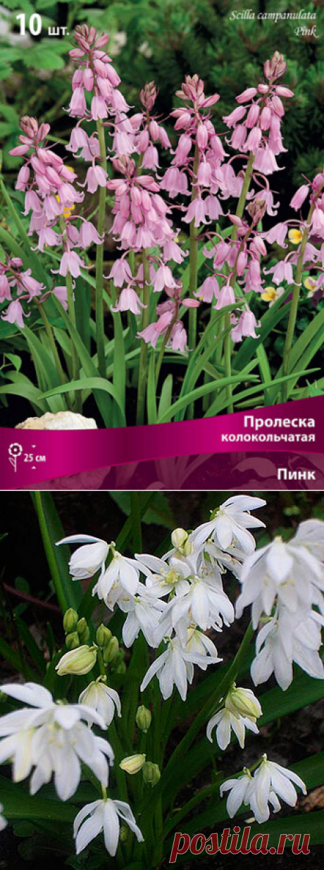 (51) Одноклассники