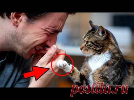 Перед смертью кот пришел к хозяину. То, что он сделал, заставило всех плакать…