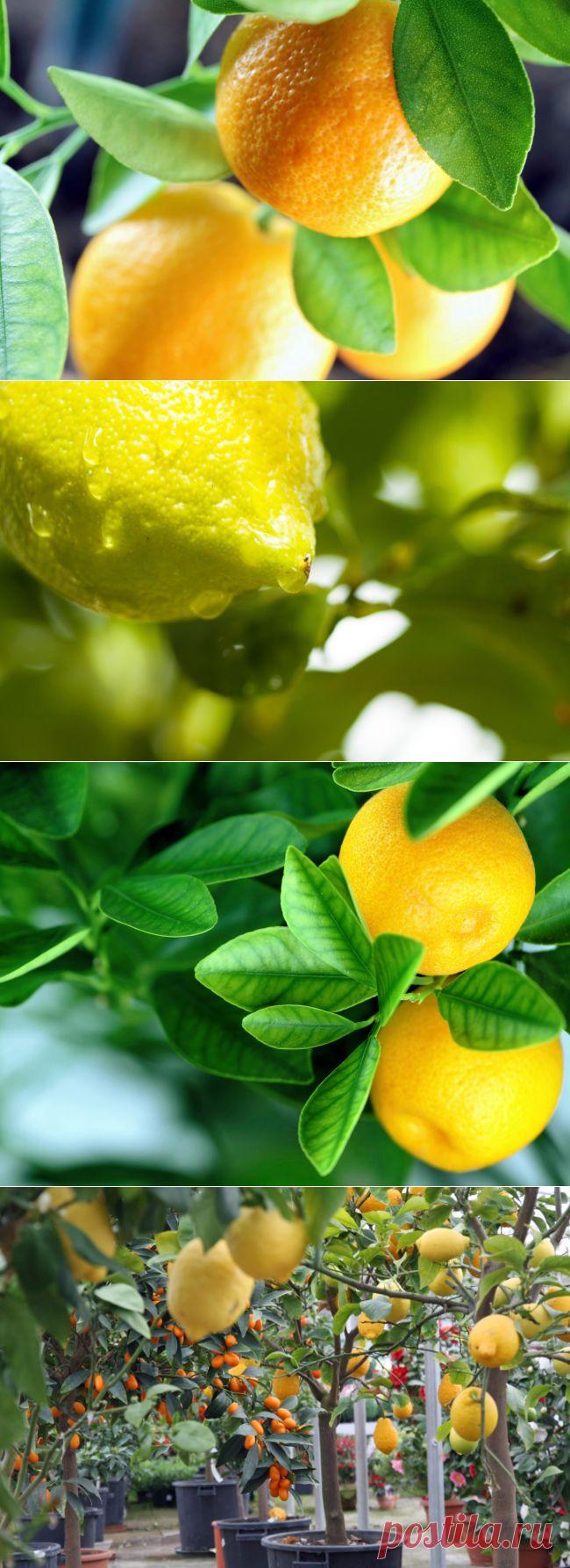 Плодоносящие комнатные растения | Наш уютный дом