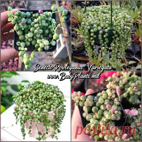 Купить Сенецио rowleyanus Variegata по цене 141 MDL от производителя