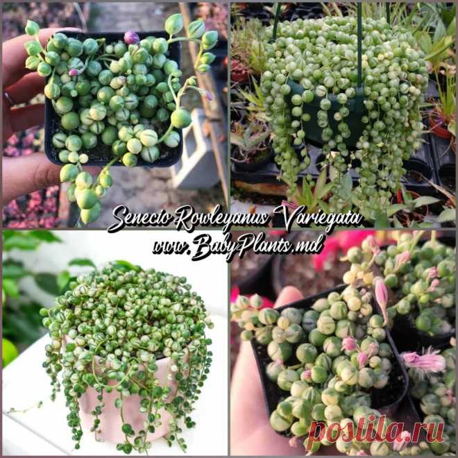 Купить Сенецио rowleyanus Variegata по цене 141 MDL от производителя