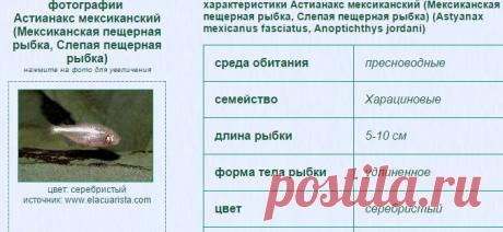 аквариумные рыбки Астианакс мексиканский (Мексиканская пещерная рыбка, Слепая пещерная рыбка) фото, характеристики, описание, для аквариума, Blind Cave Tetra