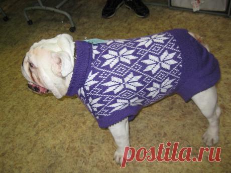 Свитер для английского бульдога, выполнен из ч.шерсти,(машинное вязание ) по лекалам нашего НЮАНСа