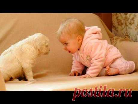 WHEN DOGS &amp; BABIES COLLIDE