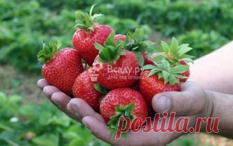 Клубника Медовое лето отзывы, описание сорта, фото Земляника Медовый вкус F1 - отзывы садоводов о сорте. Клубника Медовое лето и Медовый вкус, чем отличается. Выращивание гибридной клубники из семян