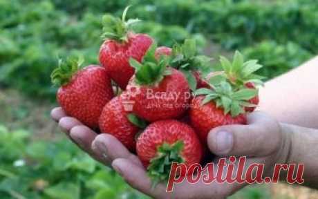 Клубника Медовое лето отзывы, описание сорта, фото Земляника Медовый вкус F1 - отзывы садоводов о сорте. Клубника Медовое лето и Медовый вкус, чем отличается. Выращивание гибридной клубники из семян