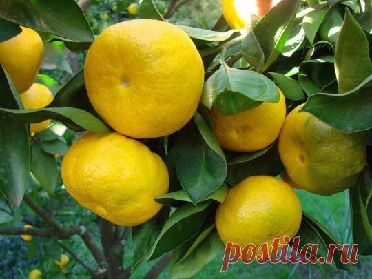 Красивое лето, солнце (54 фото) картинки, видео