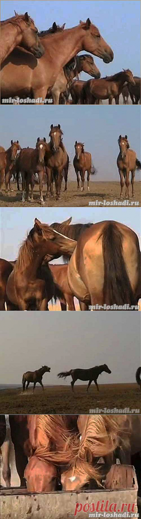 Дикие лошади России
