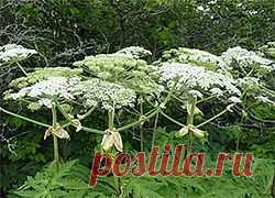 Борщевик борьба. Скашивание, инъекции.