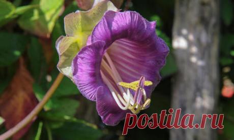 Кобея – удивительной красоты волшебная лиана с ажурными сложноперистыми листьями, быстро создающими нарядный зеленый ковер, и многочисленными замысловатыми цветками-колокольчиками. Колокольчик