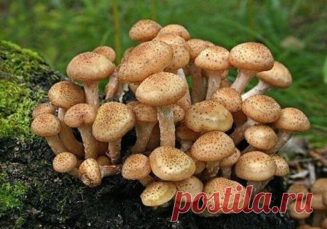 КАК ВЫРАСТИТЬ ОПЯТА НА ДАЧНОМ УЧАСТКЕ
Опята – это съедобные грибы, которые обитают на гнилых пнях, поваленных деревьях и вокруг них. Это очень популярные грибы у грибников – они редко бывают червивыми, вкусны и универсальны в приготовлении. И мечта каждого любителя опят – это вырастить их у себя на огороде.
•Для стартовой площадке превосходно подойдёт старый пень, при этом желательно, чтобы он был от берёзы или осины. Хотя можно использовать и пень от клёна, тополя, дуба. ...