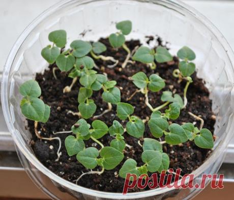 Абутилон из семян. | Abutilon.ru