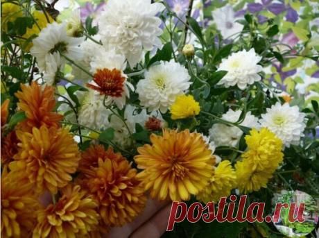 КАК ВЫРАСТИТЬ ШИКАРНЫЕ ХРИЗАНТЕМЫ 
 
Запомните! 
1. Хризантемы относительно засухоустойчивы . 
2. Хризантемы светолюбивы (в тени кусты будут менее пышными). 
3. Хризантемы холодостойки, нуждаются в укрытии на зиму. 
4. Хризантемы нуждаются в правильном прищипывании. 
Посадка 
Хризантемы садят и пересаживают как весной так и осенью. Весной — когда пройдет угроза ночных заморозков. Осенью не позже чем за 2—3 недели до наступления устойчивых морозов. В каждую посадочную ямку вносят пол ведра перегн