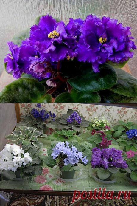 Всё о фиалках... | Познавательный сайт ,,1000 мелочей&quot;