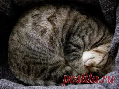 Как по поведению кошки понять, что дома столько негатива, что надо бежать из него без оглядки | Кошка.ru | Дзен