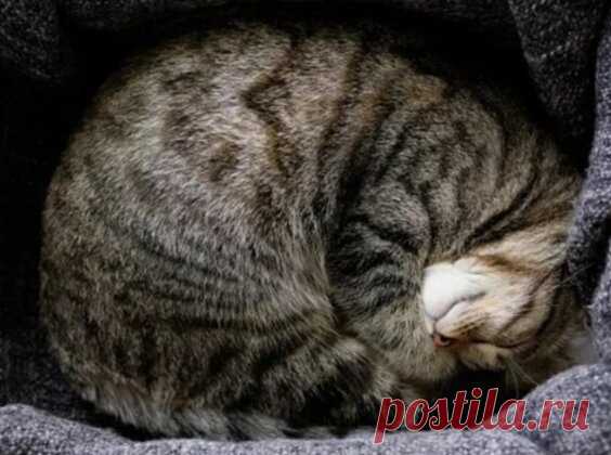 Как по поведению кошки понять, что дома столько негатива, что надо бежать из него без оглядки | Кошка.ru | Дзен