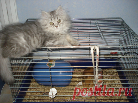 Подожду когда свинка доест и поиграем !!!