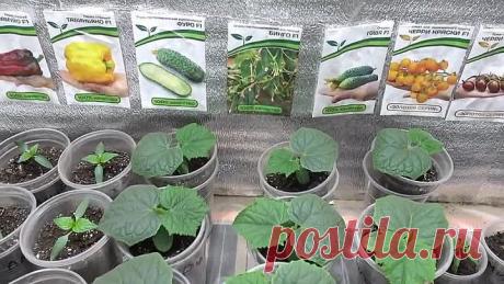 ВСЕ О ВЫРАЩИВАНИИ РАССАДЫ ОГУРЦОВ!