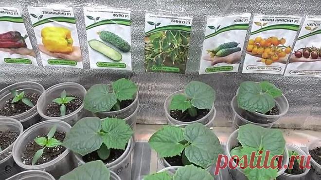 ВСЕ О ВЫРАЩИВАНИИ РАССАДЫ ОГУРЦОВ!
