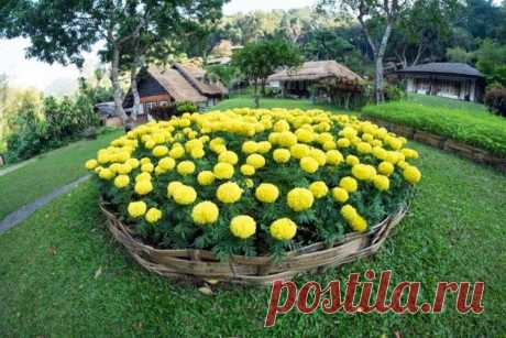 Любимые цветы большинства садоводов | Садовод на даче Пульс Mail.ru