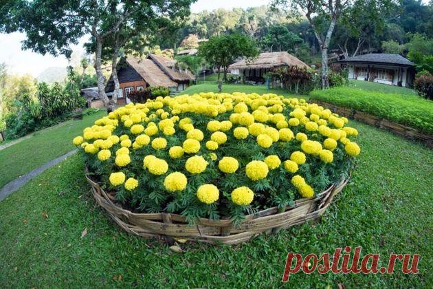 Любимые цветы большинства садоводов | Садовод на даче Пульс Mail.ru