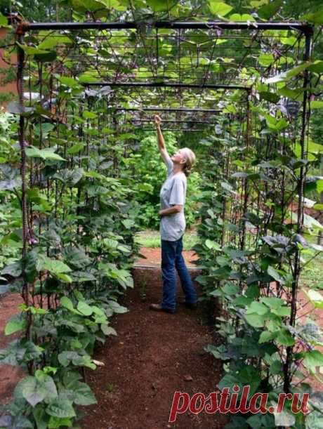 Vertical vegetable garden