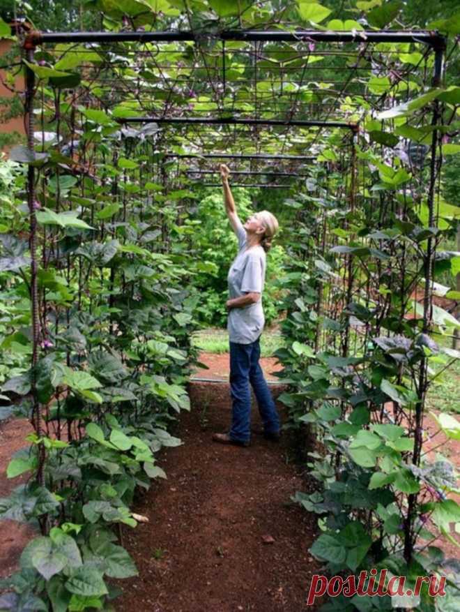 Vertical vegetable garden