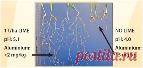 Кислотность почвы » Журнал &quot;Культура загородной жизни&quot;