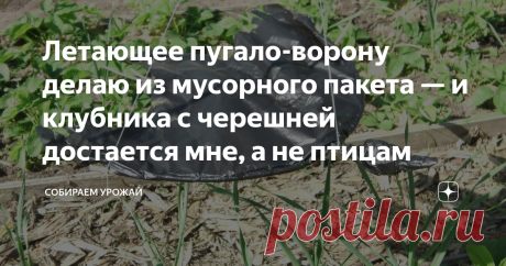 Летающее пугало-ворону делаю из мусорного пакета — и клубника с черешней достается мне, а не птицам Летающее пугало-ворона подвешивается на ниточки. Пугало легкое, оно постоянно летает — движется в воздухе, поворачивается. Крылья и хвост трепещут на ветру. Всё это создает имитацию того, что над огородом кружит настоящий хищник. Дрозды и другая птичья мелочь, те же воробьи, не осмеливаются приблизиться к ягодам клубники и черешни. В прошлом году вот сосед встретил меня и ск...