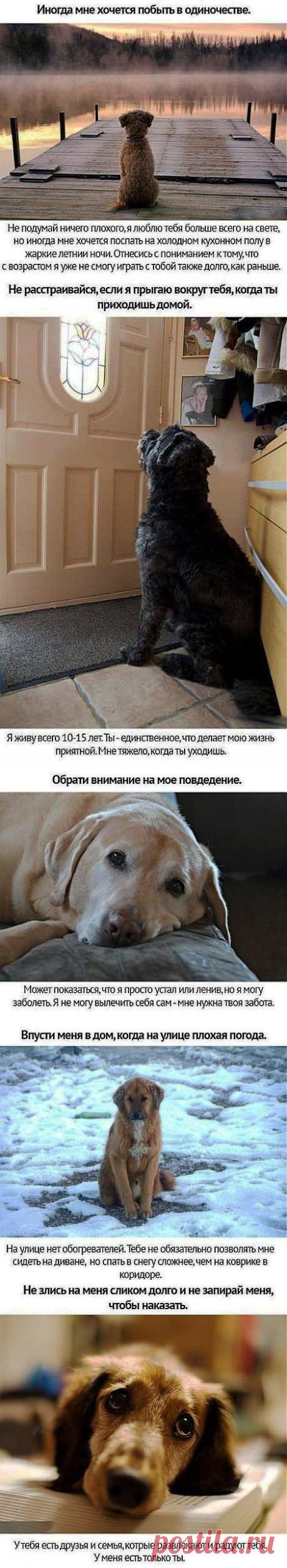 Трогательный пост: Собачьи просьбы...