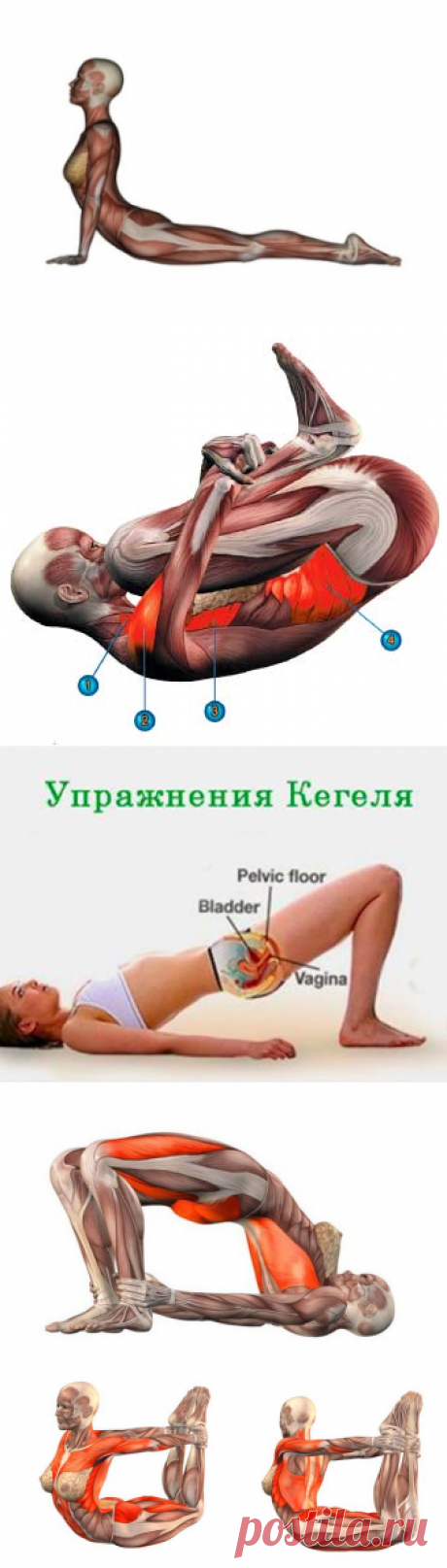10 поз йоги, чтобы помочь потерять жир на животе | Golbis