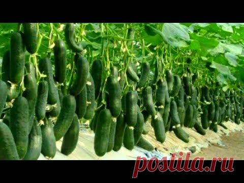 СТАРЫЙ ФЕРМЕР РАССКАЗАЛ СЕКРЕТЫ ВЫСОКОГО УРОЖАЯ ОГУРЦОВ