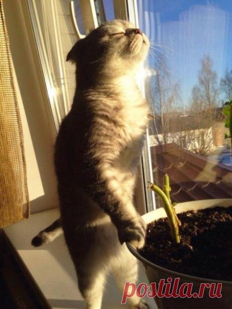 Животные, которые тоже очень хотят тепла