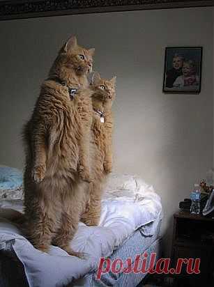 :) everyday to watch the birds | Animals