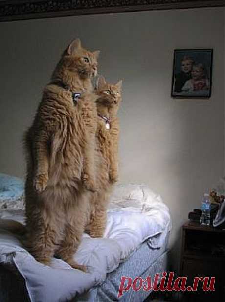 :) everyday to watch the birds | Animals