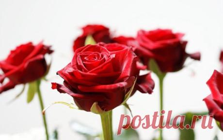 Устраняем запах изо рта