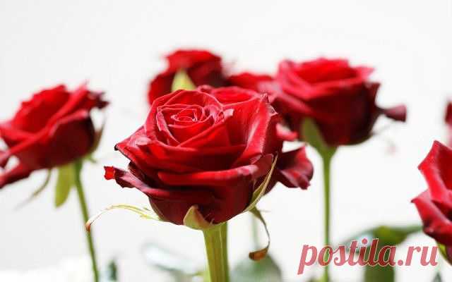 Устраняем запах изо рта