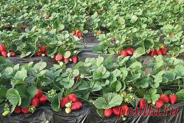 Удобрение клубники нашатырным спиртом для крупных и вкусных ягод | 6 соток