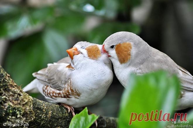 зебровая амадина