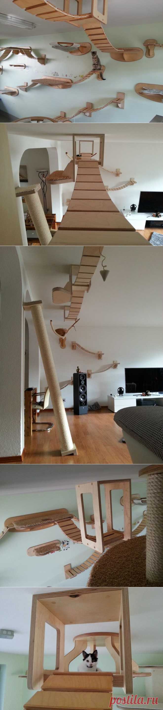 Раздолье для кошек