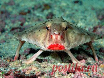 Природа не сдерживала фантазию: 15 самых необычных животных в мире Животный мир планеты Земля гораздо разнообразнее, чем большинство людей привыкло считать. Человек знает о том, что планету населяют разные живые существа, но только зоологи осознают, насколько велико это разнообразие. В этом обзоре мы подобрали 15 необычных животных, дающих представление, насколько изощренным и разноплановым может быть воображение природы.