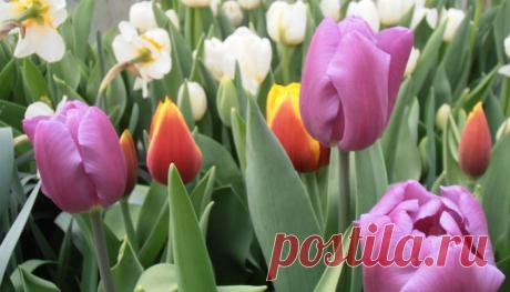 Что посадить осенью на клумбе?