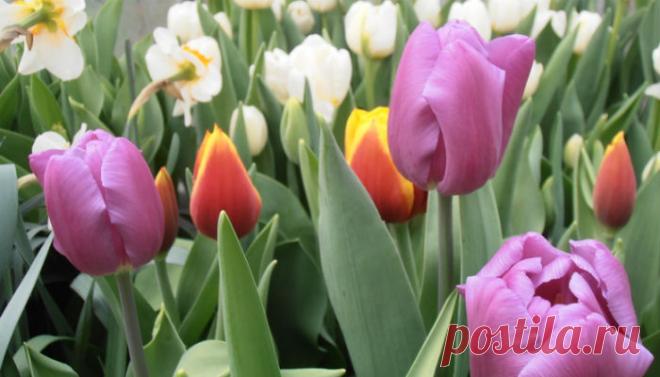 Что посадить осенью на клумбе?