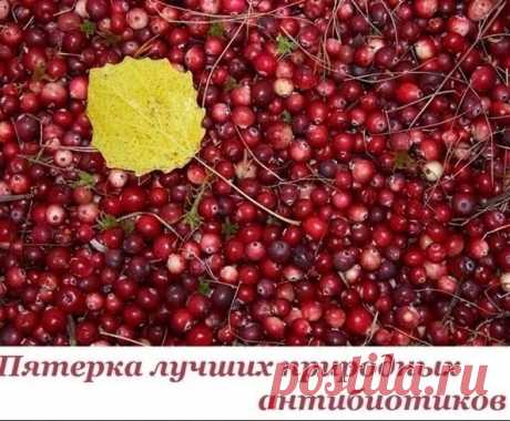 Лучшие природные антибиотики
