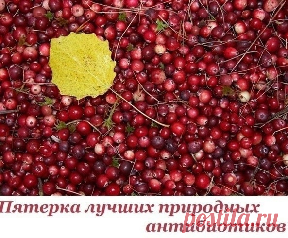 Лучшие природные антибиотики