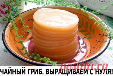 ЧАЙНЫЙ ГРИБ. ВЫРАЩИВАЕМ С НУЛЯ!
В наши дни мода на чайный гриб вновь возвращается. Но вот удивительно: его даже продают на многочисленных форумах за валюту, пересылают через океан и сокрушаются, если вдруг гриб погибнет. А знаете ли вы, что чайный гриб несложно вырастить самим – из ничего, на пустом месте? И сделать это проще простого.
 Чтобы стать счастливым обладателем чайного гриба, нужно проявить чудеса несознательности в вопросе кухонной гигиены. Точнее – оставить кре...