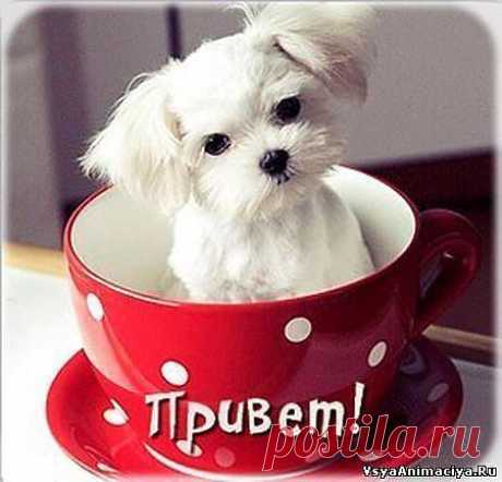 Ну чё........ПРИВЕТ!!!!!=)))))