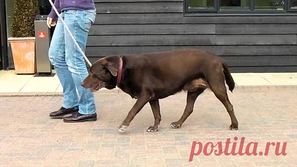 Хондартрон для собак: состав, показания и инструкция по применению