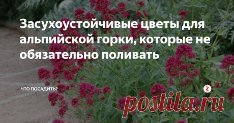 Засухоустойчивые цветы для альпийской горки, которые не обязательно поливать Альпийская горка собирает у себя самые неприхотливые растения, которые способны обходиться без ухода, и вместе с тем неустанно цвести. Разбросанные живописно между декоративными камнями, такие цветы радуют глаз своей красотой, не отнимая ваше время на уход. Что же посадить в альпинарии?
Скабиоза
Многолетний полукустарник или травянистое растение, которое в зависимости от сорта, может быть крошкой